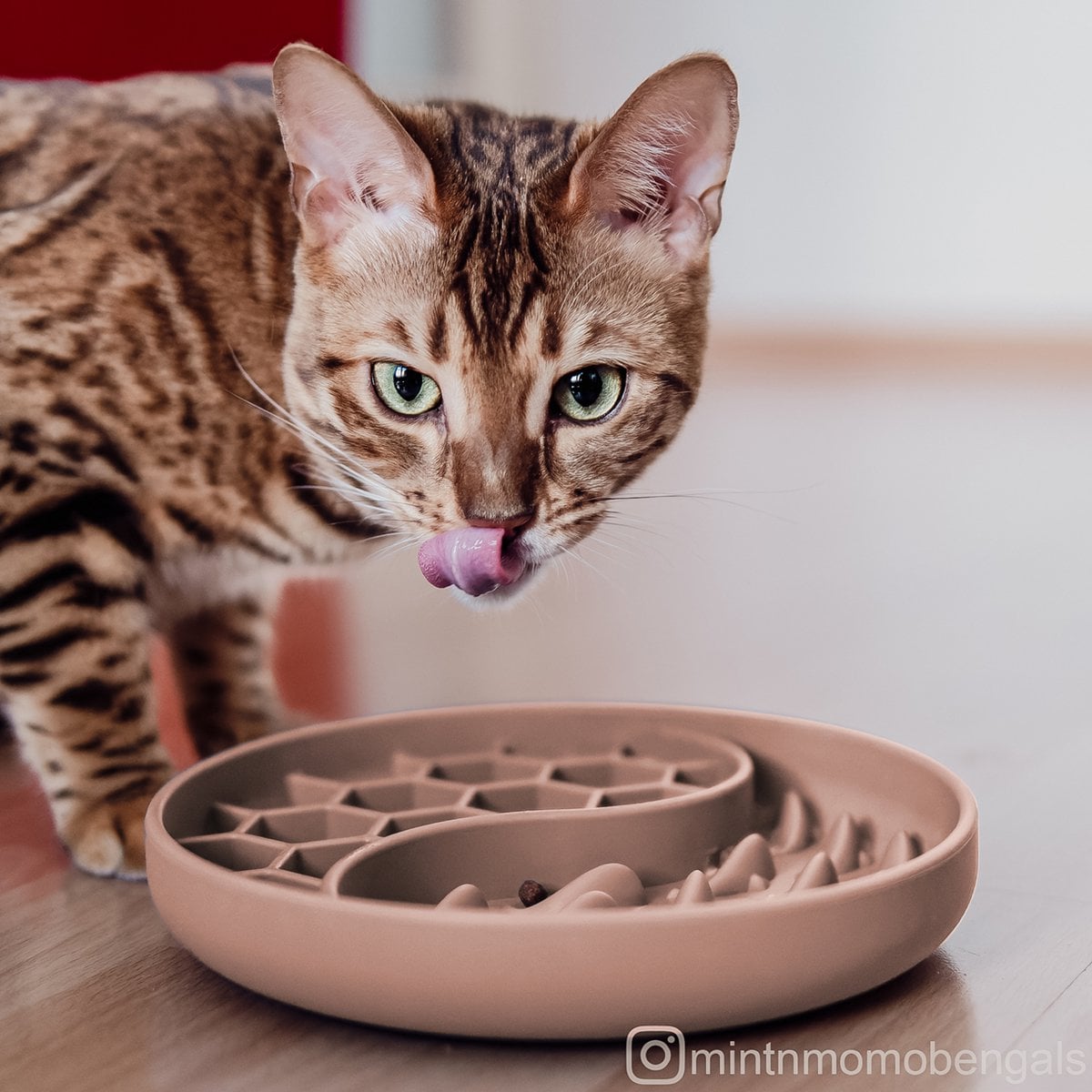 ne&no® Anti Schling Napf für Hunde und Katzen