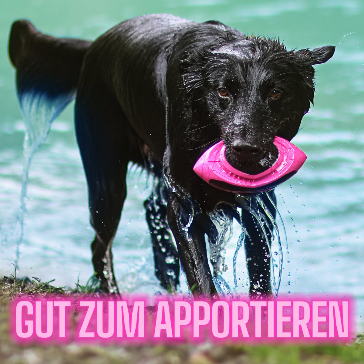 ne&no®  Hunde-Football – schwimmfähig