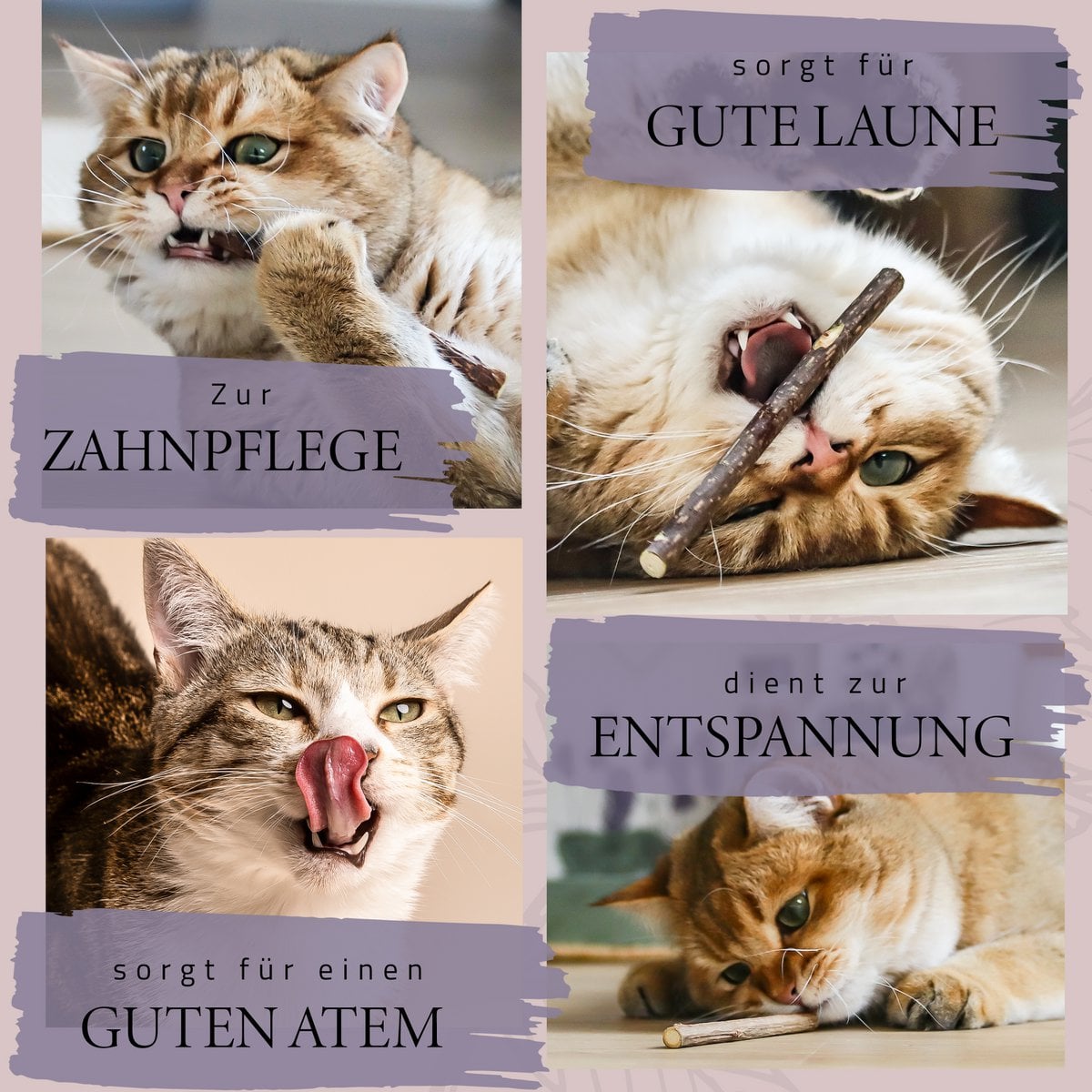Geschenkset Katzen Wohlfühlkräuter: Katzenminze + Baldrian Spray +  Matatabi Sticks