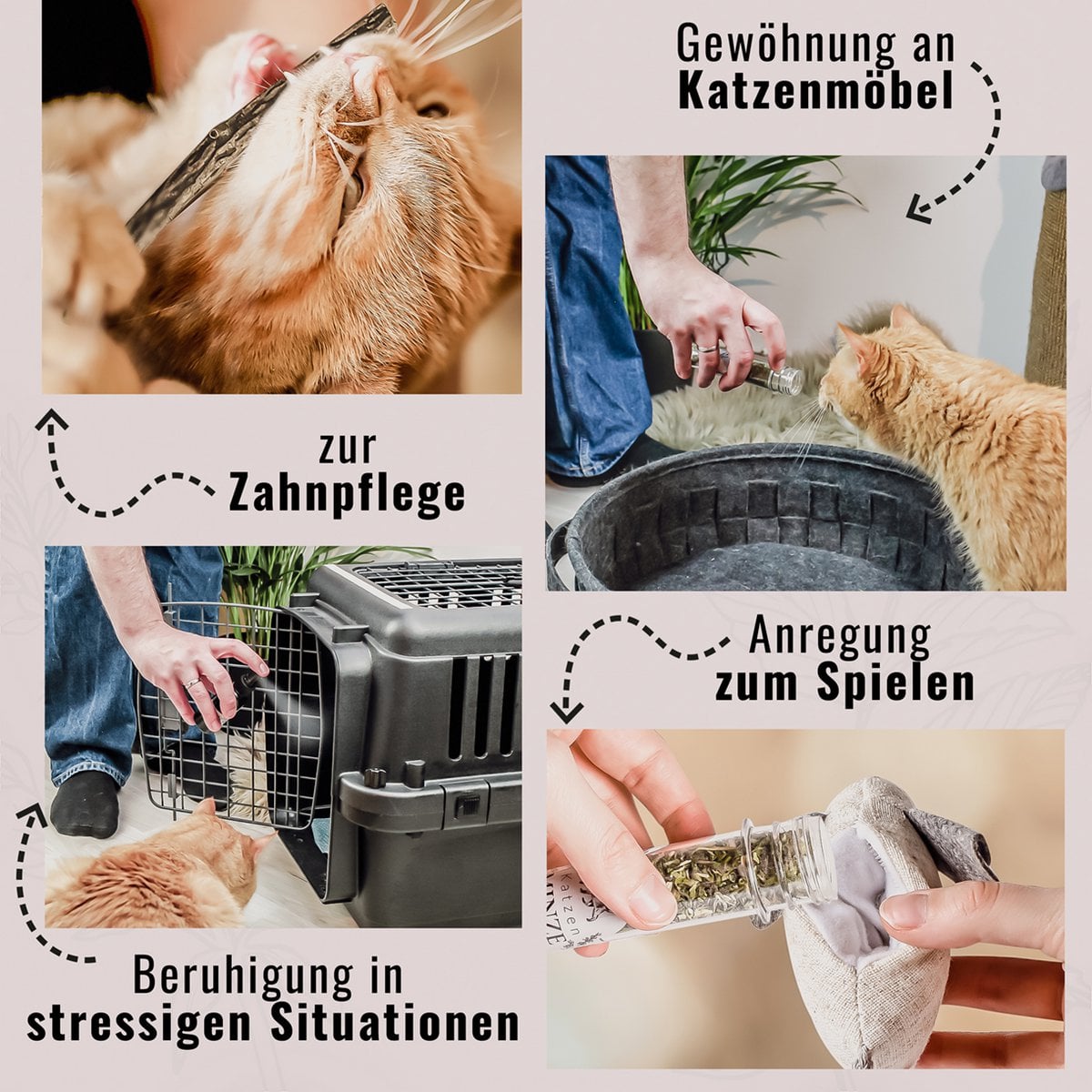 Geschenkset Katzen Wohlfühlkräuter: Katzenminze + Baldrian Spray +  Matatabi Sticks